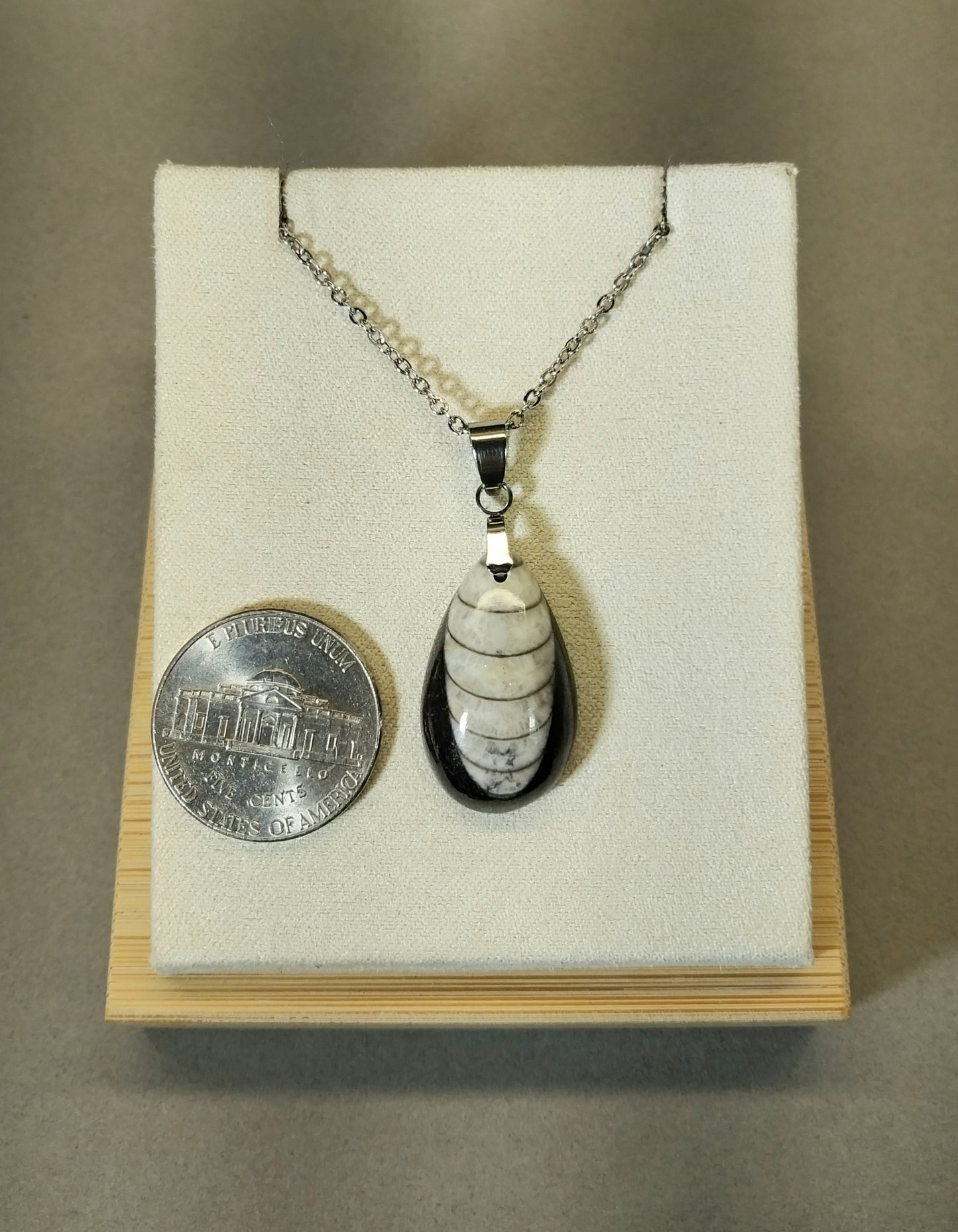 Orthoceras Fossil Necklace, Teardrop Fossil Pendant W/O W71