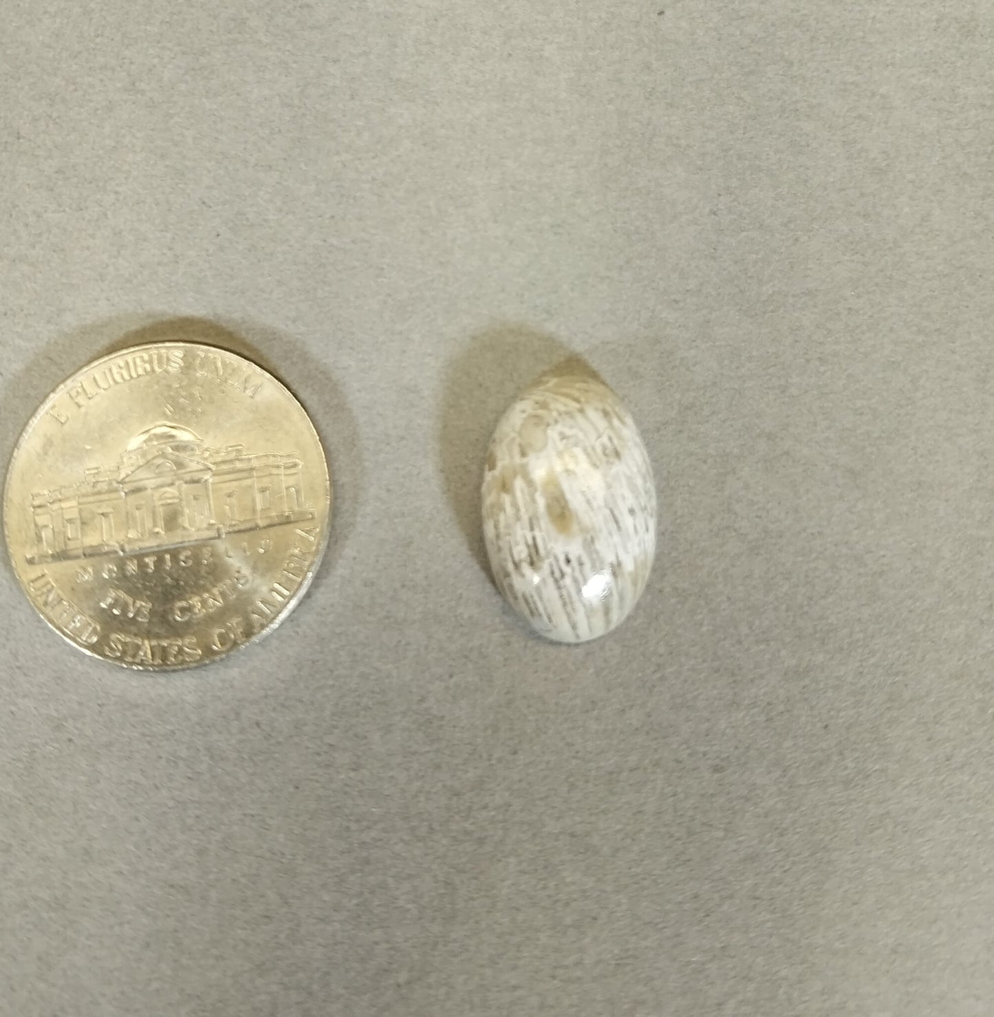 Lake Superior Horn Coral Cabochon, Ella's Collection, W/O