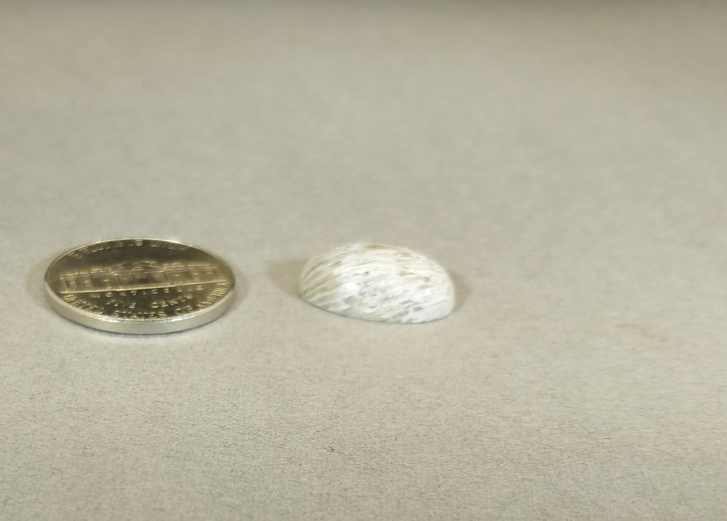 Lake Superior Horn Coral Cabochon, Ella's Collection, W/O