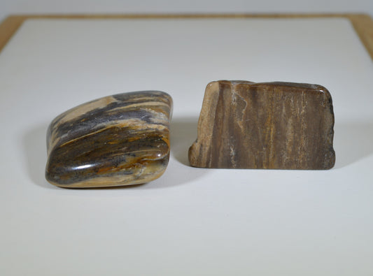 Petrified Wood, Tumble Polished, Two Pieces, Fossil Wood