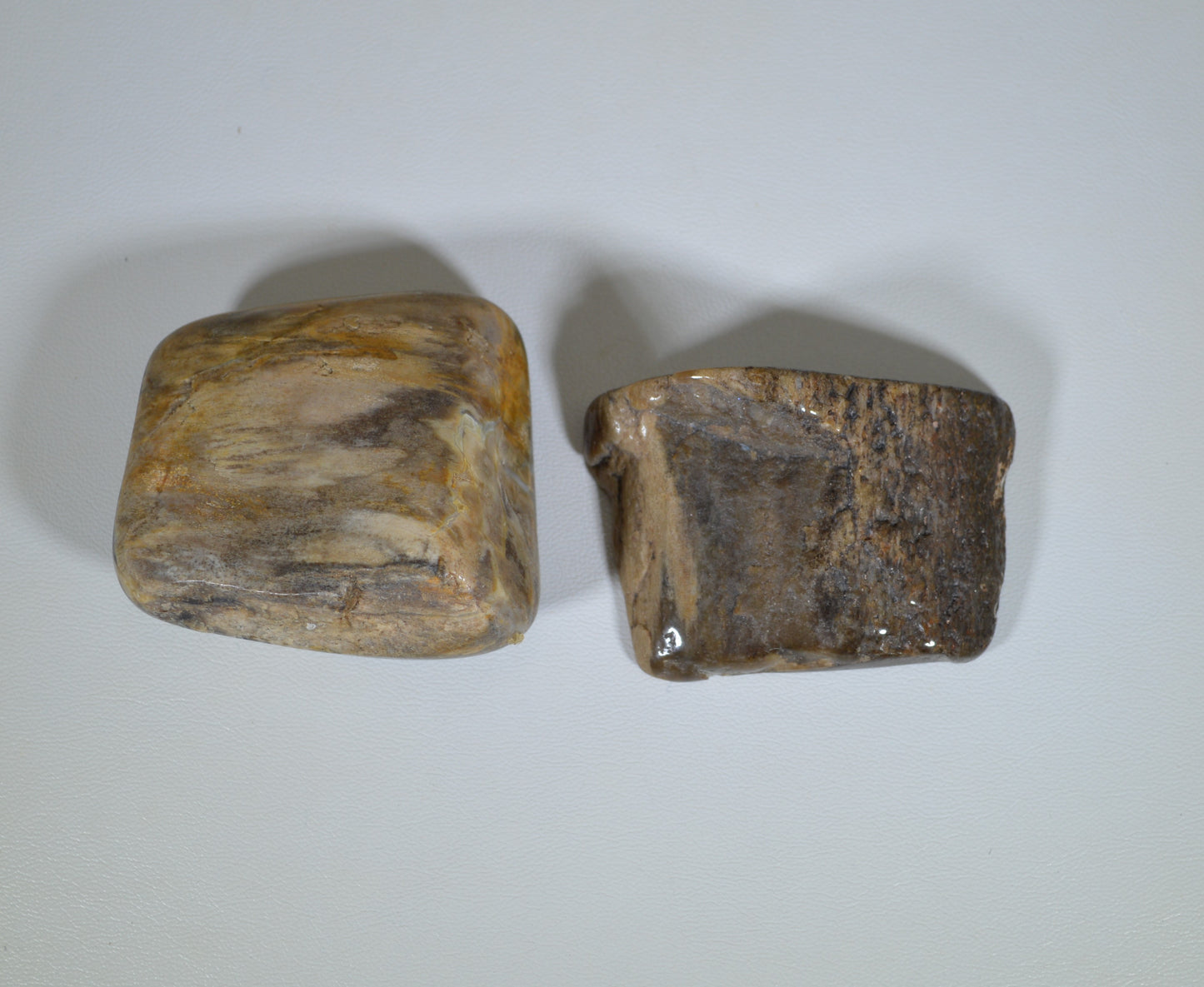 Petrified Wood, Tumble Polished, Two Pieces, Fossil Wood