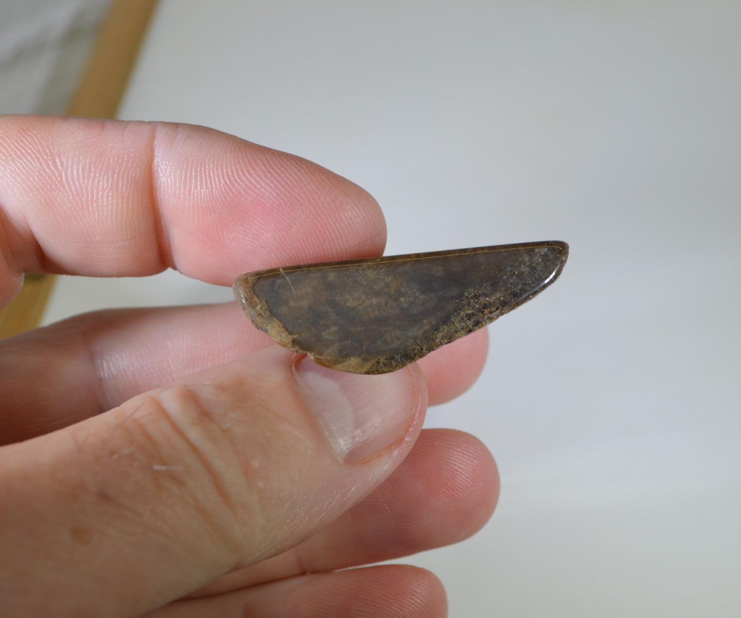 Petrified Wood, Tumble Polished, Two Pieces, Fossil Wood