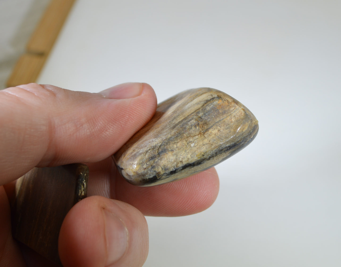 Petrified Wood, Tumble Polished, Two Pieces, Fossil Wood