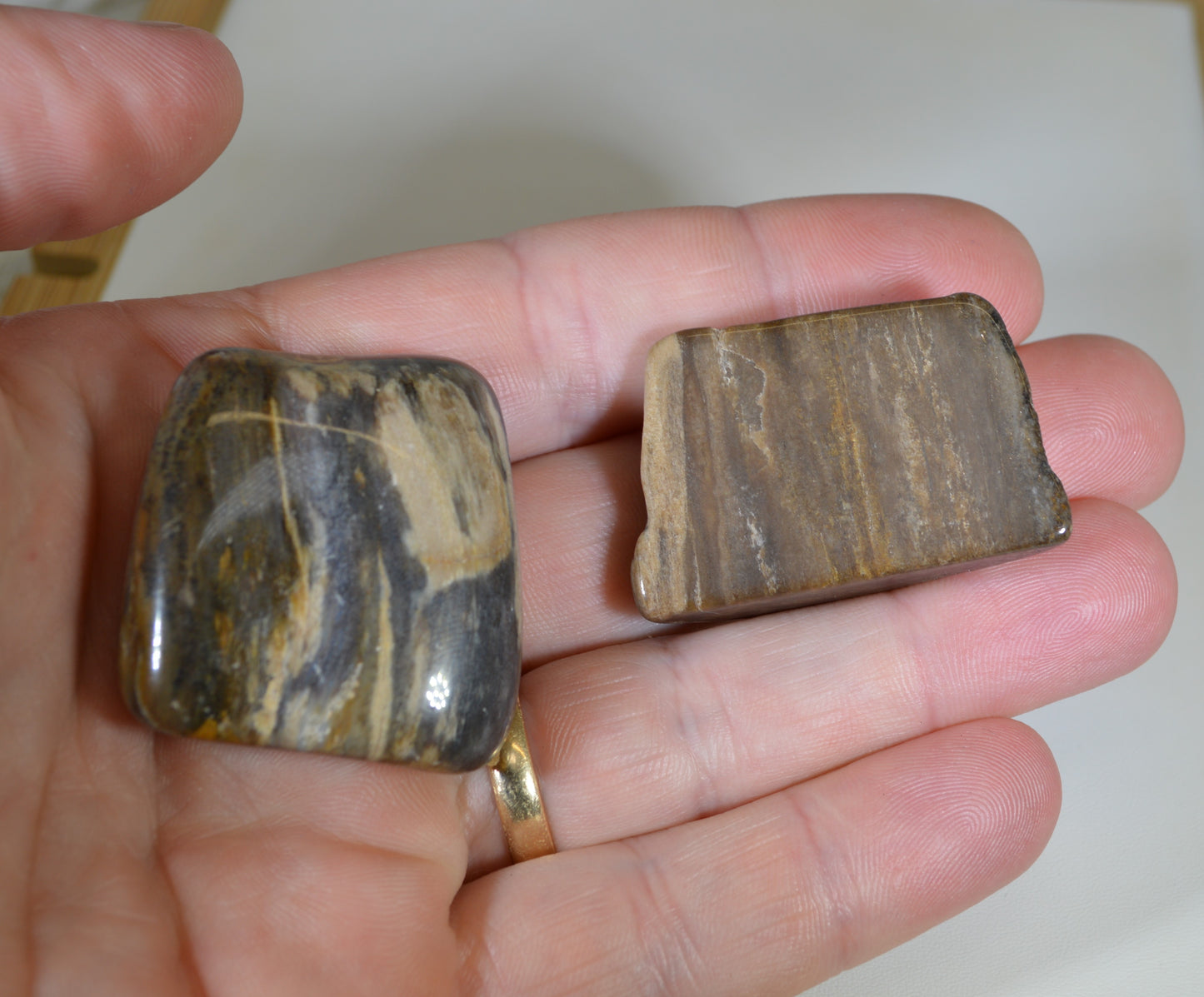 Petrified Wood, Tumble Polished, Two Pieces, Fossil Wood