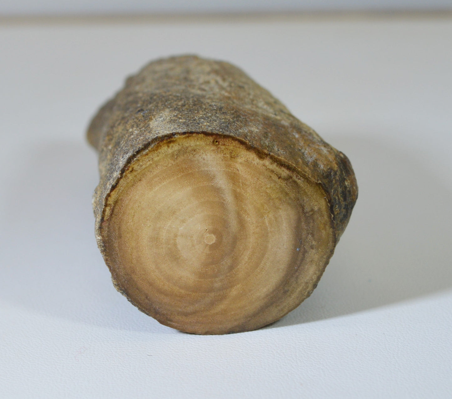 Petrified Wood Branch, Perfect Collector Piece, Mineral Specimen