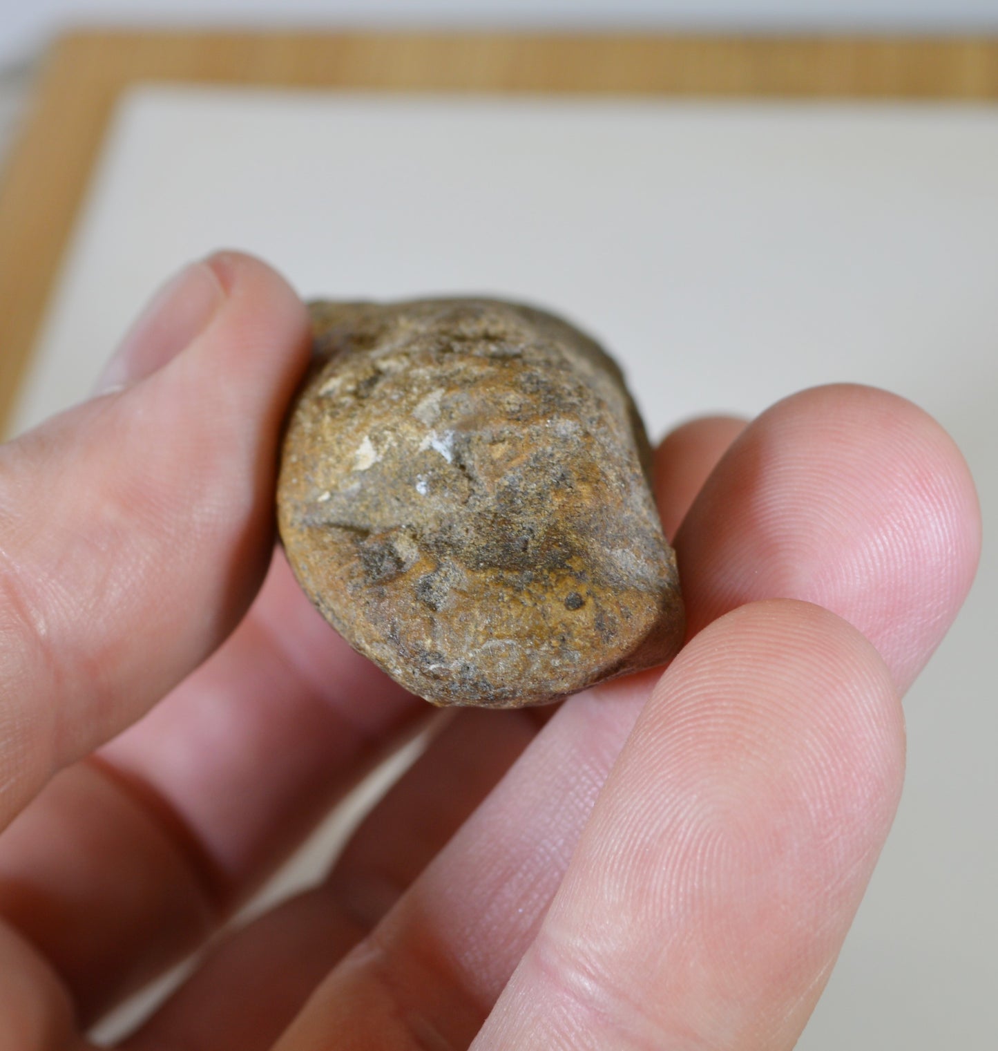 Petrified Wood Branch, Perfect Collector Piece, Mineral Specimen