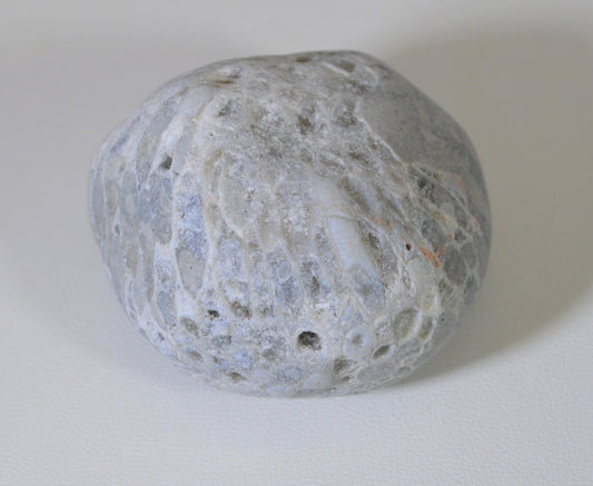 Lake Superior Fossil Coral, Collectors Stone