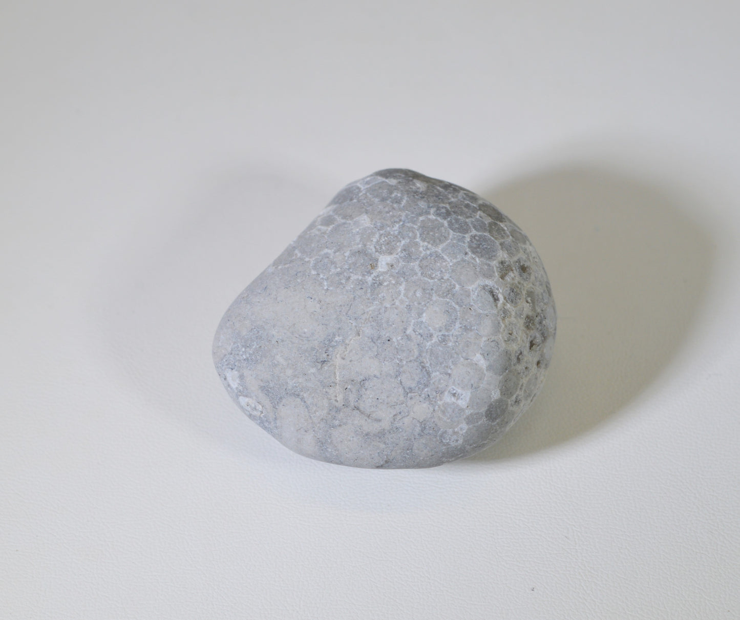 Lake Superior Fossil Coral, Collectors Stone