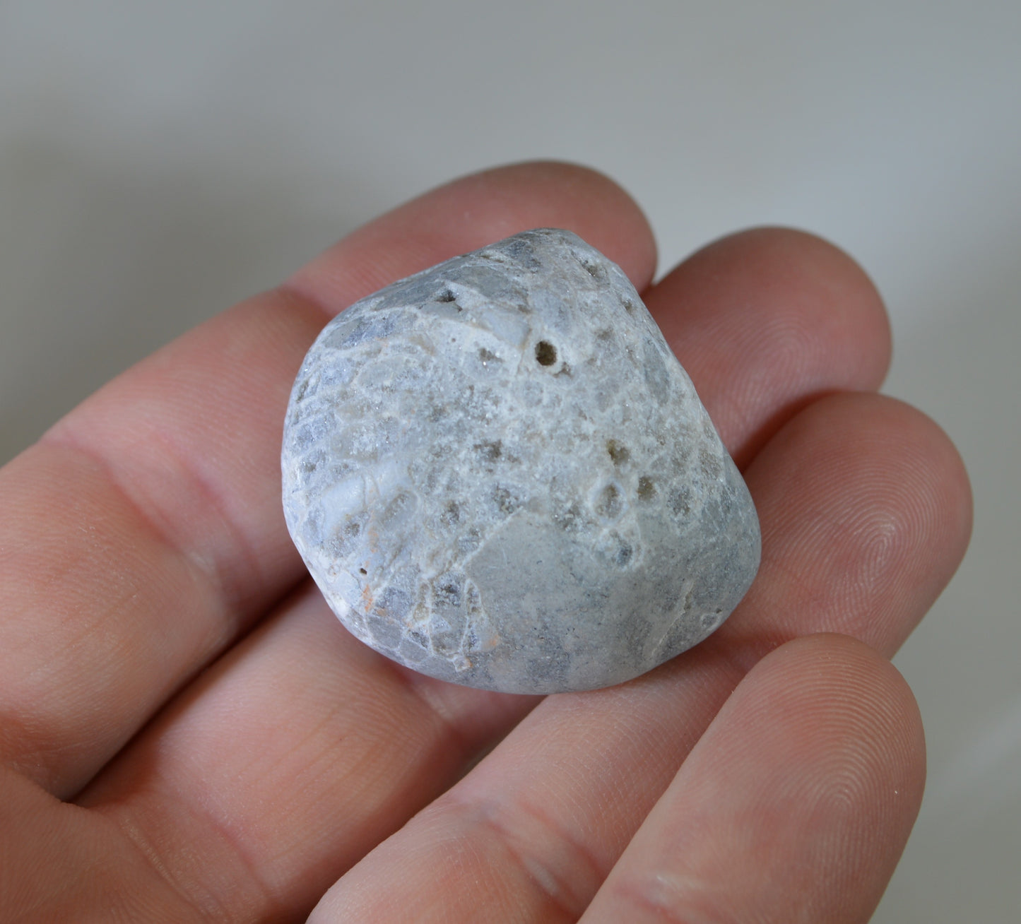 Lake Superior Fossil Coral, Collectors Stone